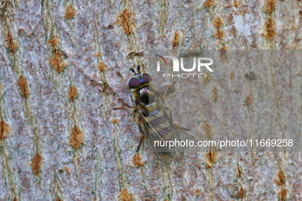 A hoverfly rests on the bark of a tree in Markham, Ontario, Canada, on October 12, 2024. 