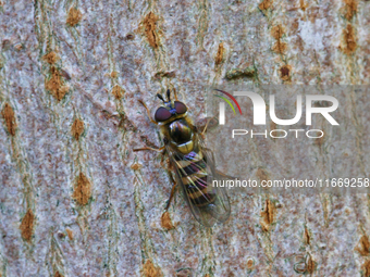 A hoverfly rests on the bark of a tree in Markham, Ontario, Canada, on October 12, 2024. (