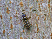 A hoverfly rests on the bark of a tree in Markham, Ontario, Canada, on October 12, 2024. (