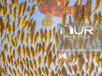 A farmer dries fish in Suqian, China, on October 15, 2024. (