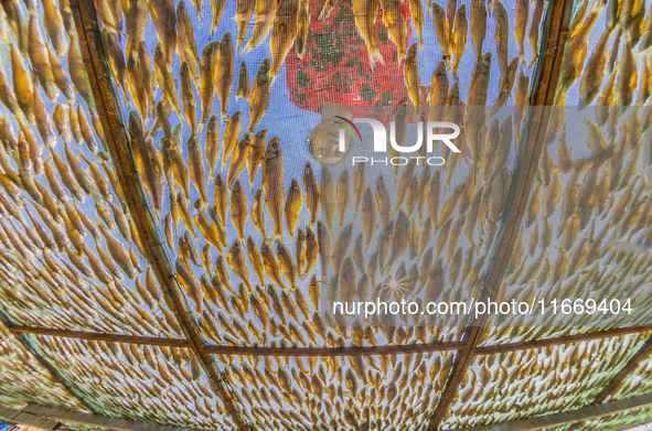 A farmer dries fish in Suqian, China, on October 15, 2024. 