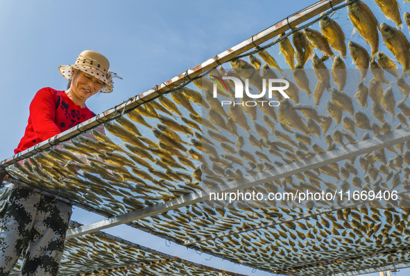 A farmer dries fish in Suqian, China, on October 15, 2024. 