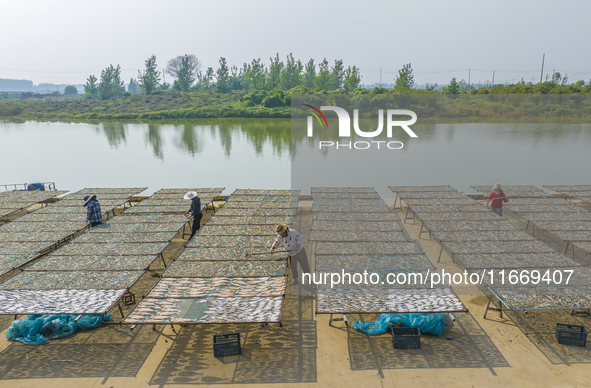 A farmer dries fish in Suqian, China, on October 15, 2024. 