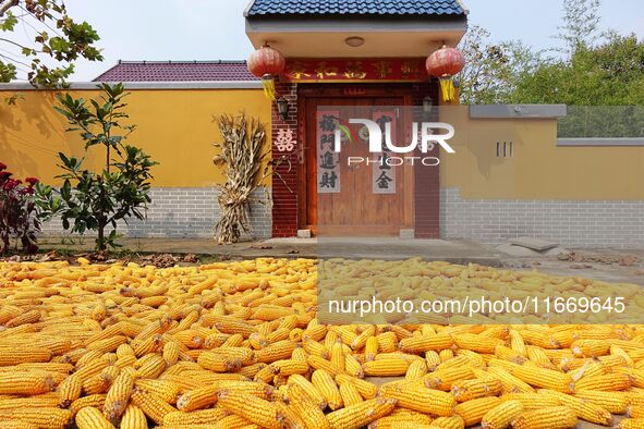 Farmers dry corn in the West Coast New Area of Qingdao, East China's Shandong province, in Qingdao, China, on October 15, 2024. 