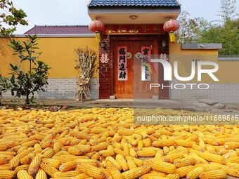 Farmers dry corn in the West Coast New Area of Qingdao, East China's Shandong province, in Qingdao, China, on October 15, 2024. (