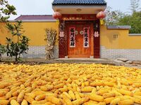 Farmers dry corn in the West Coast New Area of Qingdao, East China's Shandong province, in Qingdao, China, on October 15, 2024. (