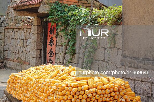 Farmers dry corn in the West Coast New Area of Qingdao, East China's Shandong province, in Qingdao, China, on October 15, 2024. 