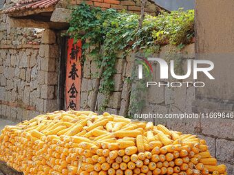 Farmers dry corn in the West Coast New Area of Qingdao, East China's Shandong province, in Qingdao, China, on October 15, 2024. (