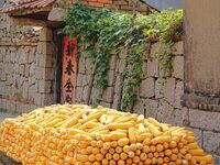 Farmers dry corn in the West Coast New Area of Qingdao, East China's Shandong province, in Qingdao, China, on October 15, 2024. (