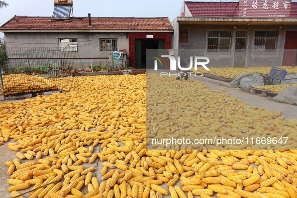 Farmers dry corn in the West Coast New Area of Qingdao, East China's Shandong province, in Qingdao, China, on October 15, 2024. 