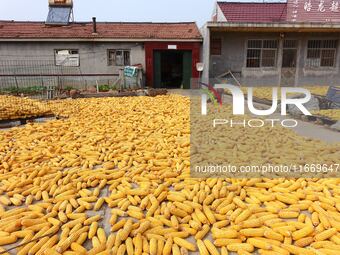 Farmers dry corn in the West Coast New Area of Qingdao, East China's Shandong province, in Qingdao, China, on October 15, 2024. (