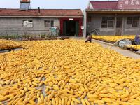 Farmers dry corn in the West Coast New Area of Qingdao, East China's Shandong province, in Qingdao, China, on October 15, 2024. (