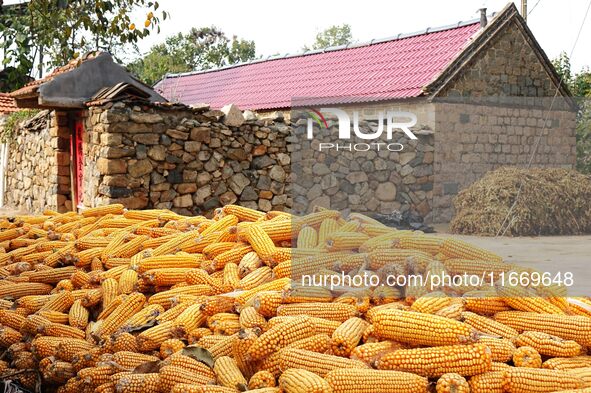 Farmers dry corn in the West Coast New Area of Qingdao, East China's Shandong province, in Qingdao, China, on October 15, 2024. 