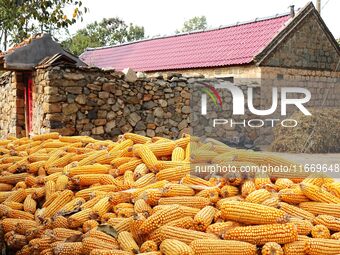 Farmers dry corn in the West Coast New Area of Qingdao, East China's Shandong province, in Qingdao, China, on October 15, 2024. (