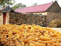 Farmers dry corn in the West Coast New Area of Qingdao, East China's Shandong province, in Qingdao, China, on October 15, 2024. (