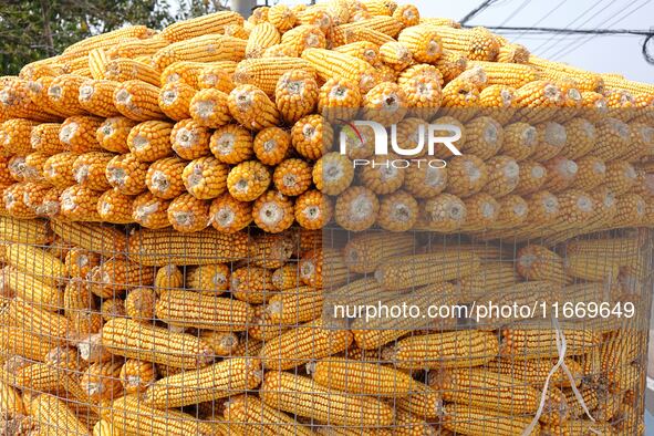 Farmers dry corn in the West Coast New Area of Qingdao, East China's Shandong province, in Qingdao, China, on October 15, 2024. 