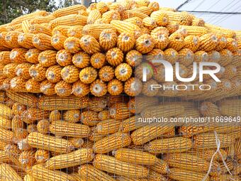 Farmers dry corn in the West Coast New Area of Qingdao, East China's Shandong province, in Qingdao, China, on October 15, 2024. (