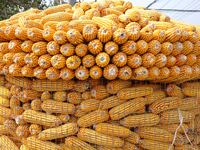 Farmers dry corn in the West Coast New Area of Qingdao, East China's Shandong province, in Qingdao, China, on October 15, 2024. (