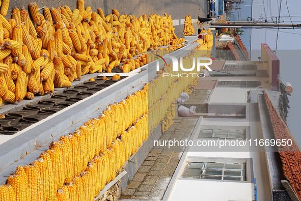 Farmers dry corn in the West Coast New Area of Qingdao, East China's Shandong province, in Qingdao, China, on October 15, 2024. 