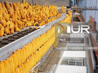 Farmers dry corn in the West Coast New Area of Qingdao, East China's Shandong province, in Qingdao, China, on October 15, 2024. (