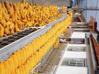 Farmers dry corn in the West Coast New Area of Qingdao, East China's Shandong province, in Qingdao, China, on October 15, 2024. (