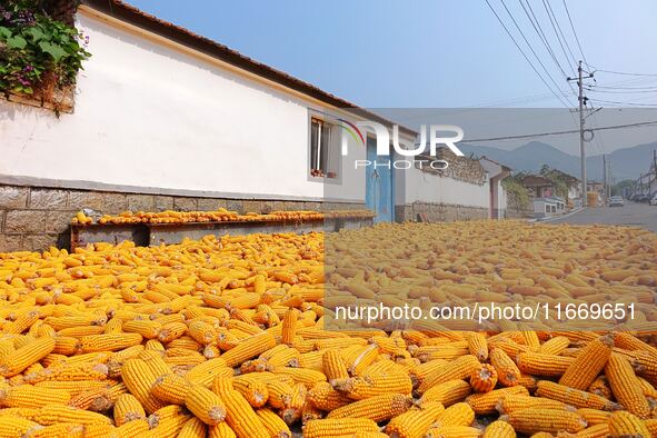 Farmers dry corn in the West Coast New Area of Qingdao, East China's Shandong province, in Qingdao, China, on October 15, 2024. 