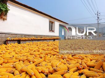 Farmers dry corn in the West Coast New Area of Qingdao, East China's Shandong province, in Qingdao, China, on October 15, 2024. (