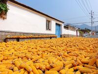 Farmers dry corn in the West Coast New Area of Qingdao, East China's Shandong province, in Qingdao, China, on October 15, 2024. (