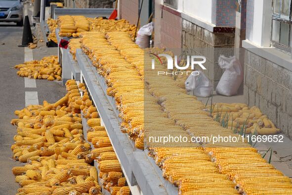 Farmers dry corn in the West Coast New Area of Qingdao, East China's Shandong province, in Qingdao, China, on October 15, 2024. 