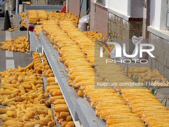 Farmers dry corn in the West Coast New Area of Qingdao, East China's Shandong province, in Qingdao, China, on October 15, 2024. (