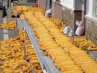 Farmers dry corn in the West Coast New Area of Qingdao, East China's Shandong province, in Qingdao, China, on October 15, 2024. (