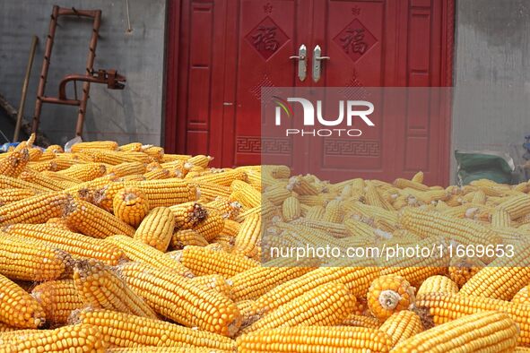 Farmers dry corn in the West Coast New Area of Qingdao, East China's Shandong province, in Qingdao, China, on October 15, 2024. 