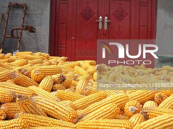 Farmers dry corn in the West Coast New Area of Qingdao, East China's Shandong province, in Qingdao, China, on October 15, 2024. (