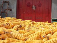 Farmers dry corn in the West Coast New Area of Qingdao, East China's Shandong province, in Qingdao, China, on October 15, 2024. (