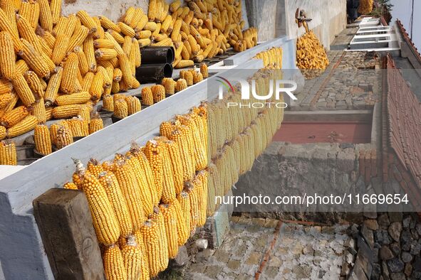 Farmers dry corn in the West Coast New Area of Qingdao, East China's Shandong province, in Qingdao, China, on October 15, 2024. 