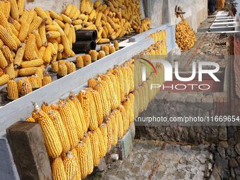 Farmers dry corn in the West Coast New Area of Qingdao, East China's Shandong province, in Qingdao, China, on October 15, 2024. (