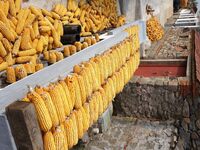 Farmers dry corn in the West Coast New Area of Qingdao, East China's Shandong province, in Qingdao, China, on October 15, 2024. (