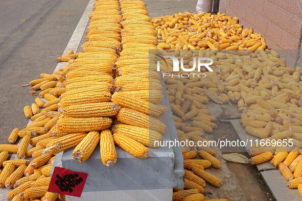 Farmers dry corn in the West Coast New Area of Qingdao, East China's Shandong province, in Qingdao, China, on October 15, 2024. 