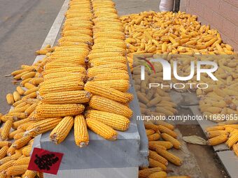 Farmers dry corn in the West Coast New Area of Qingdao, East China's Shandong province, in Qingdao, China, on October 15, 2024. (