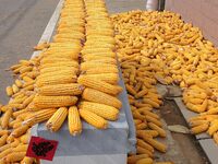 Farmers dry corn in the West Coast New Area of Qingdao, East China's Shandong province, in Qingdao, China, on October 15, 2024. (