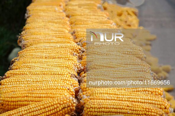 Farmers dry corn in the West Coast New Area of Qingdao, East China's Shandong province, in Qingdao, China, on October 15, 2024. 