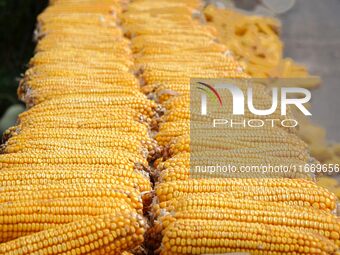 Farmers dry corn in the West Coast New Area of Qingdao, East China's Shandong province, in Qingdao, China, on October 15, 2024. (