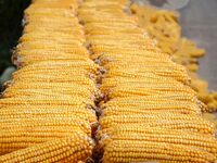 Farmers dry corn in the West Coast New Area of Qingdao, East China's Shandong province, in Qingdao, China, on October 15, 2024. (