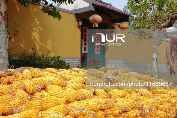 Farmers dry corn in the West Coast New Area of Qingdao, East China's Shandong province, in Qingdao, China, on October 15, 2024. 