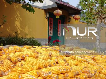 Farmers dry corn in the West Coast New Area of Qingdao, East China's Shandong province, in Qingdao, China, on October 15, 2024. (