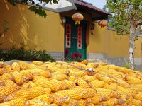 Farmers dry corn in the West Coast New Area of Qingdao, East China's Shandong province, in Qingdao, China, on October 15, 2024. (