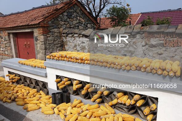 Farmers dry corn in the West Coast New Area of Qingdao, East China's Shandong province, in Qingdao, China, on October 15, 2024. 