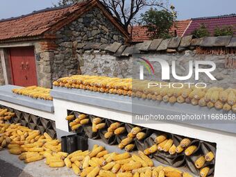 Farmers dry corn in the West Coast New Area of Qingdao, East China's Shandong province, in Qingdao, China, on October 15, 2024. (