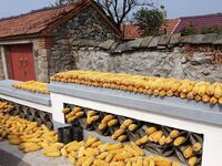 Farmers dry corn in the West Coast New Area of Qingdao, East China's Shandong province, in Qingdao, China, on October 15, 2024. (