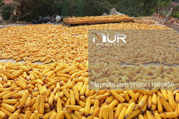 Farmers dry corn in the West Coast New Area of Qingdao, East China's Shandong province, in Qingdao, China, on October 15, 2024. 